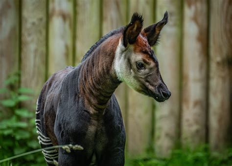 Chester Zoo: En Värld av Djur och Vild Natur Äventyr!