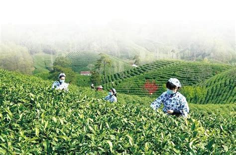  Dahe Meixiang Tea Garden - En Ljusblandad Oas Av Historia Och Naturligt Skönhet!