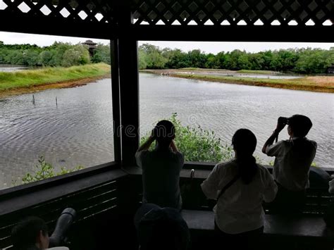 Wumahe Wetland - En blomstrande oas för fågelskådare och naturälskare!